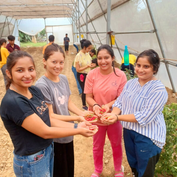 Students-Harvesting-Chilli-in-Polyhouse-for-Processing-and-making-Chilli-Pickle